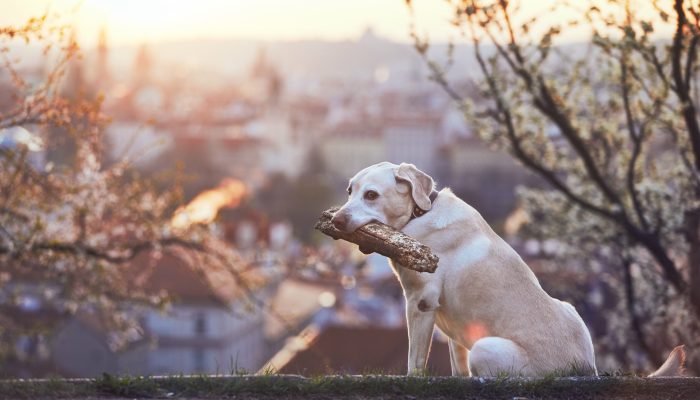 dog-is-in-spring-nature-2022-02-01-23-43-47-utc-min