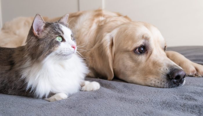 gray-cat-and-dog-golden-retriever-lie-together-on-2022-11-10-18-00-23-utc