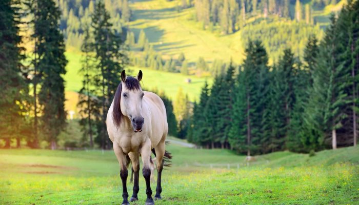 horse-on-the-meadow-in-the-mountains-2022-02-02-05-05-22-utc-min