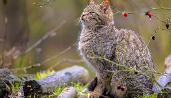 wild-cat-in-bush-2022-02-02-05-06-01-utc-min